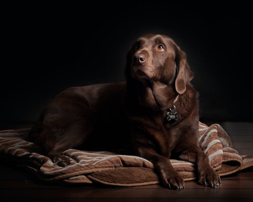 Hundeerziehung Tipps zur Vermeidung von Möbelkauf durch Hunde