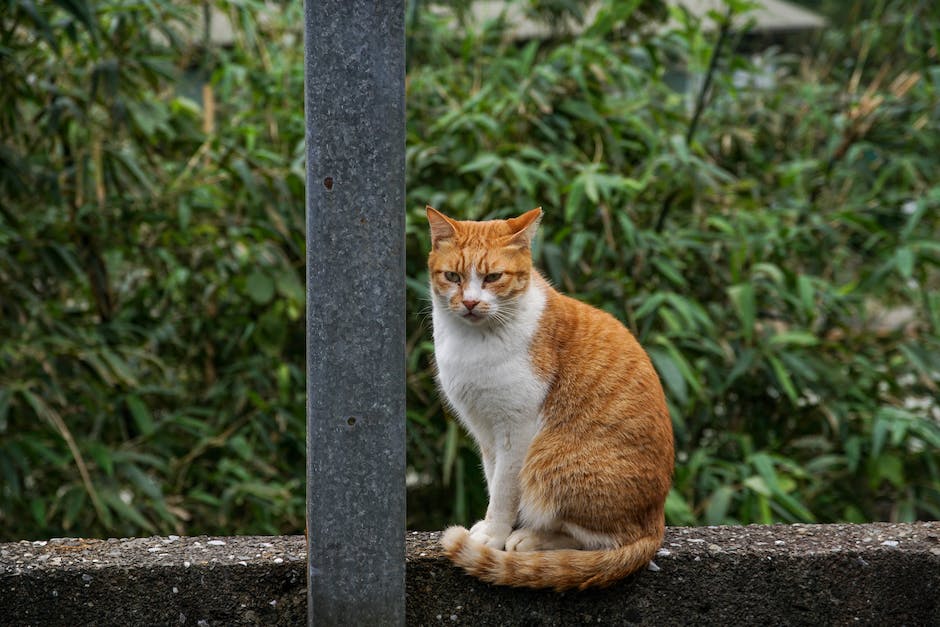  Katzen daran hindern an Möbeln zu kratzen