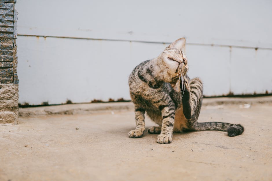  Katzen daran hindern Möbel zu kratzen