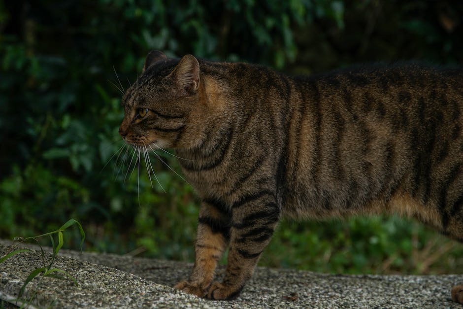  Katzen davon abhalten Möbel zu kratzen